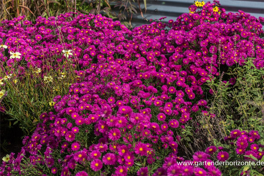 Garten-Kissen-Aster 'Starlight'