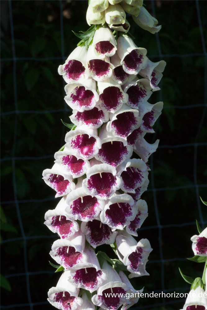 Garten-Fingerhut 'Pam´s Choice'