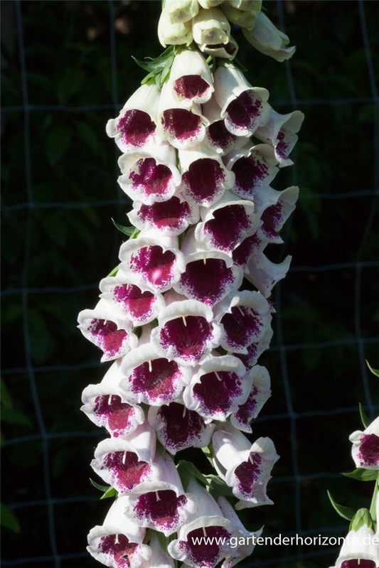 Garten-Fingerhut 'Pam´s Choice'