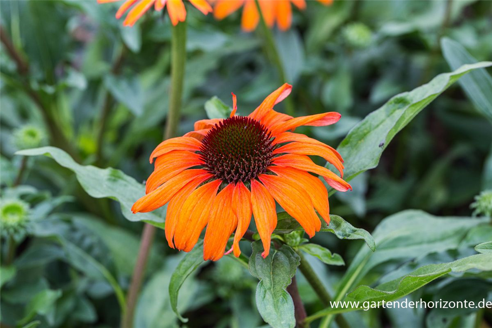 Garten-Scheinsonnenhut 'Tangerine Dream'®
