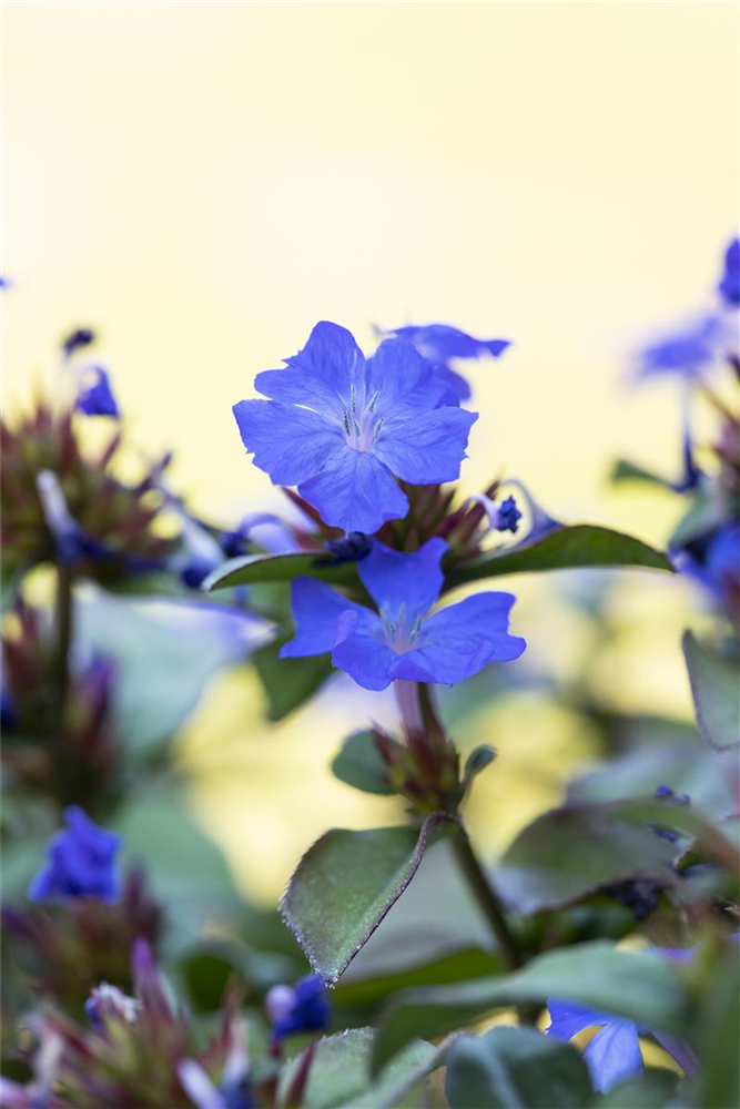 Ceratostigma plumbaginoides