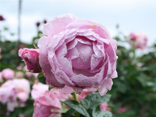 Schnittrose 'Nautica'®