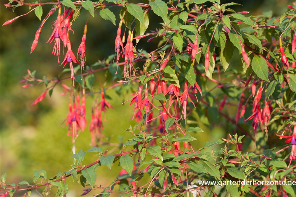 Garten-Fuchsie