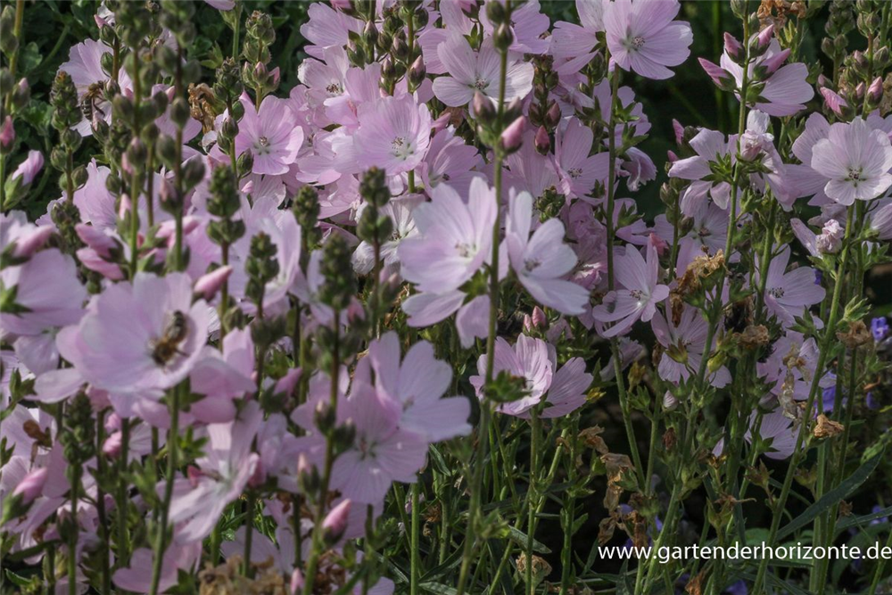 Garten-Schmuckmalve 'Elsie Heugh'