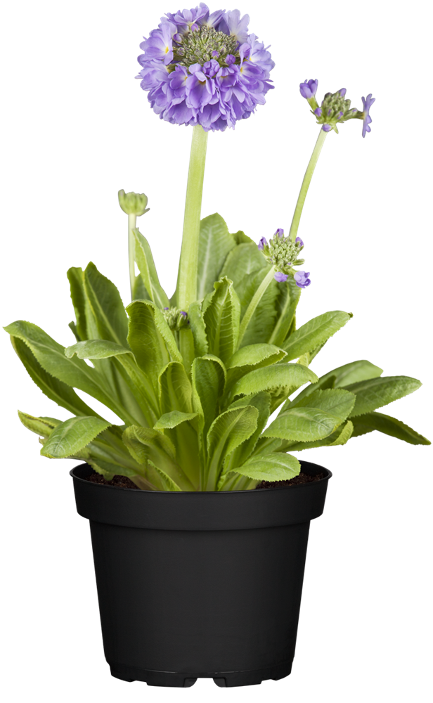 Kugelig blühende Schlüsselblume