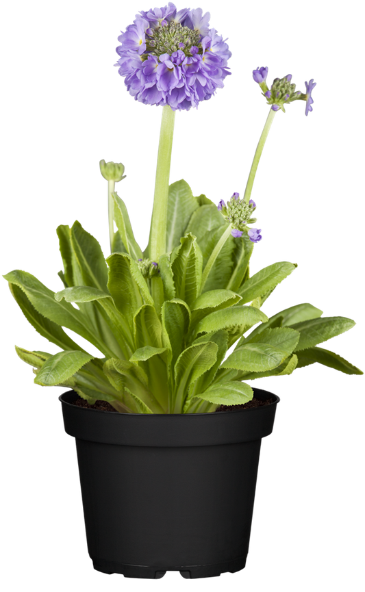 Kugelig blühende Schlüsselblume