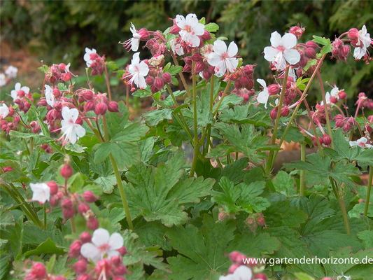 Geranium macrorrhizum 'Spessart'