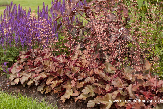 Heuchera x cult.'Chocolate Ruffles'  -R-