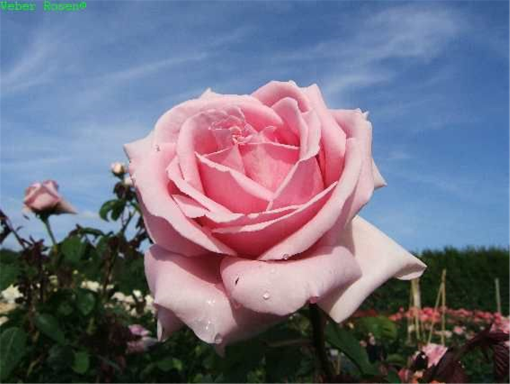 Edelrose 'Frederic Mistral'®