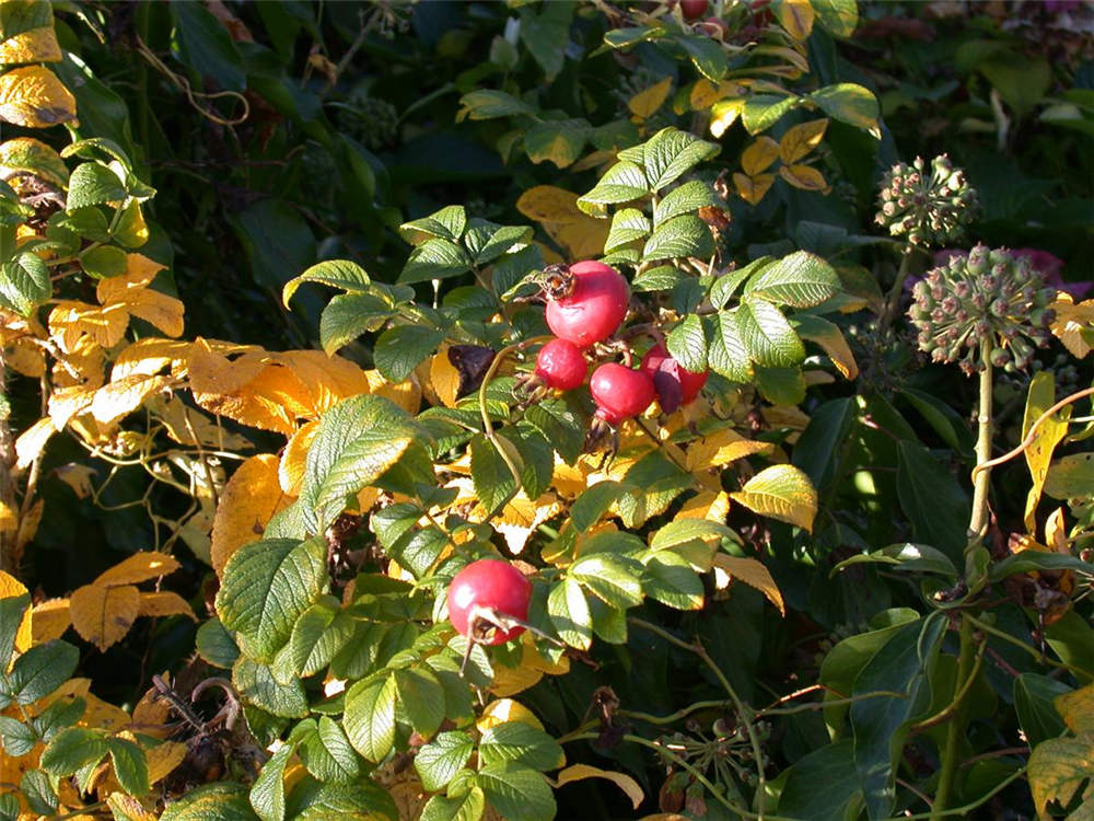 Apfel-Rose