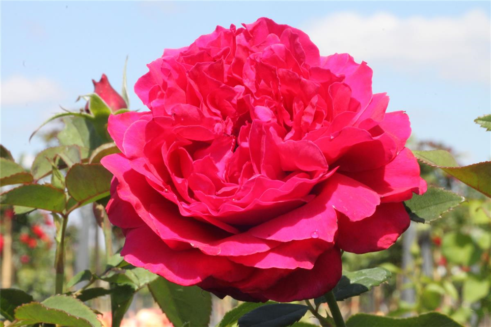 Edelrose 'Harald Wohlfahrt'®