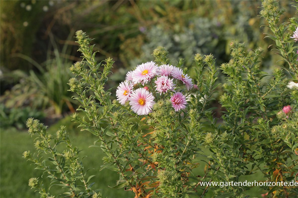 Garten-Raublatt-Aster 'Rudelsburg'