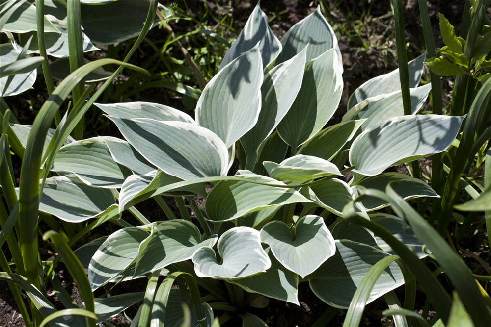 Hosta x tardiana 'El Nino'  -R-