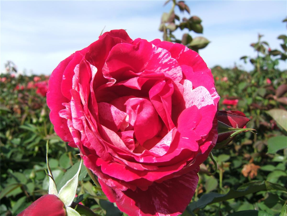 Edelrose 'Henri Matisse'