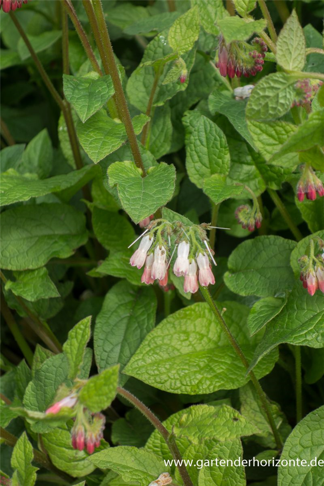 Kleiner Kaukasus-Beinwell
