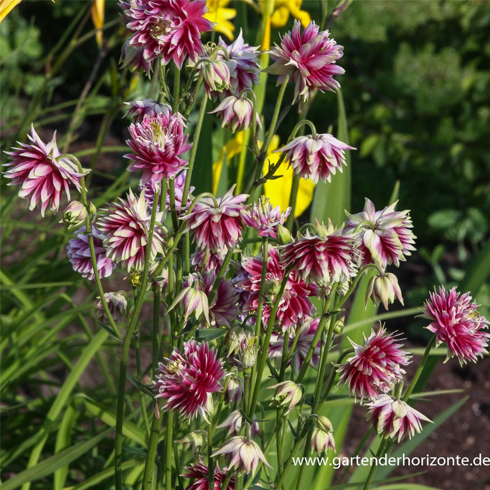 Langspornige Garten-Akelei 'Nora Barlow'