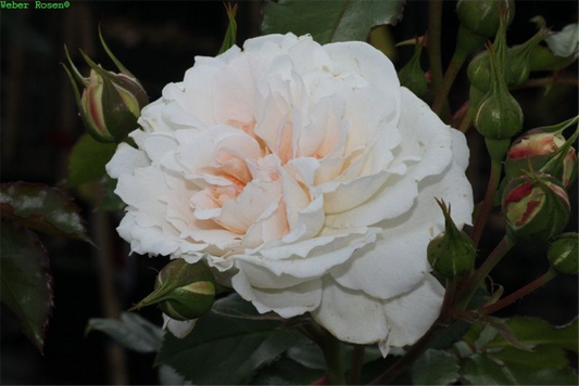 Beetrose 'Petticoat'®