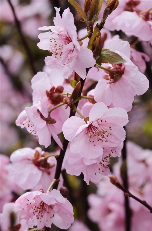 Wildpflaume 'Pleniflora'