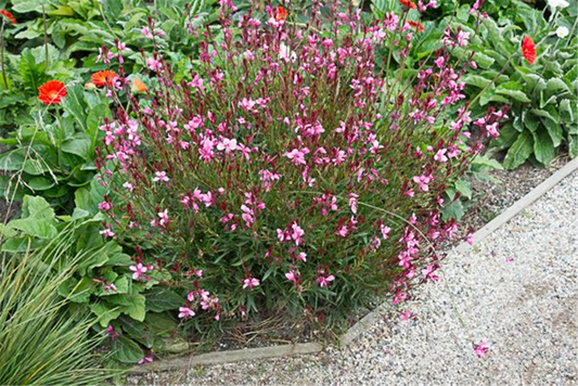 Gaura lindheimerii 'Siskiyou Pink'