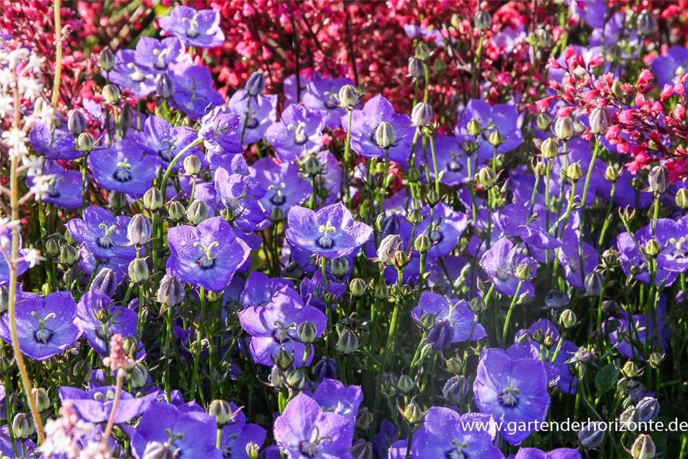 Campanula carp.'Samantha' -R-