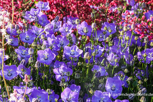 Campanula carp.'Samantha'  -R-