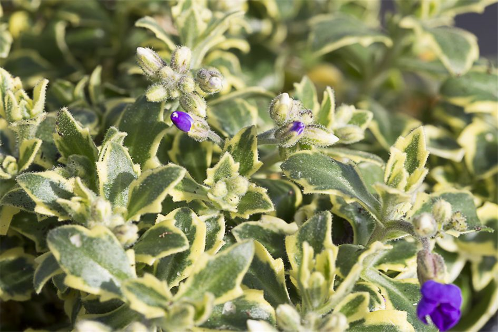 Aubrieta x cult.'Silberrand'