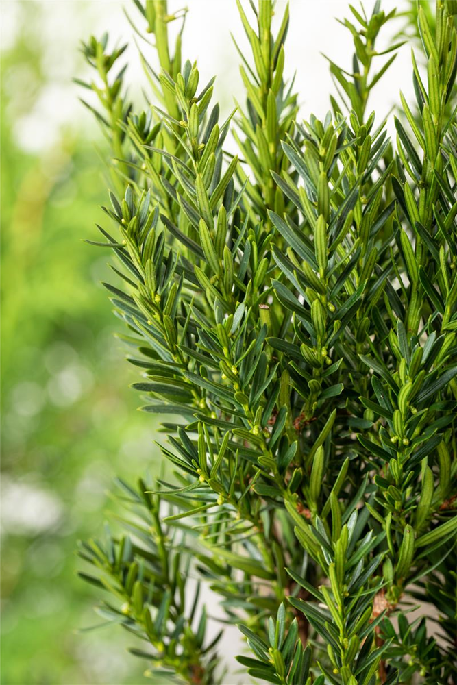 Eibe 'Hillii'