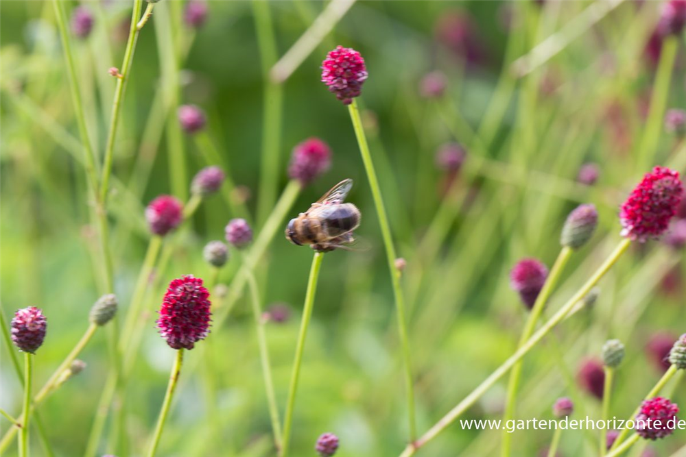 Garten-Wiesenknopf 'Tanna'