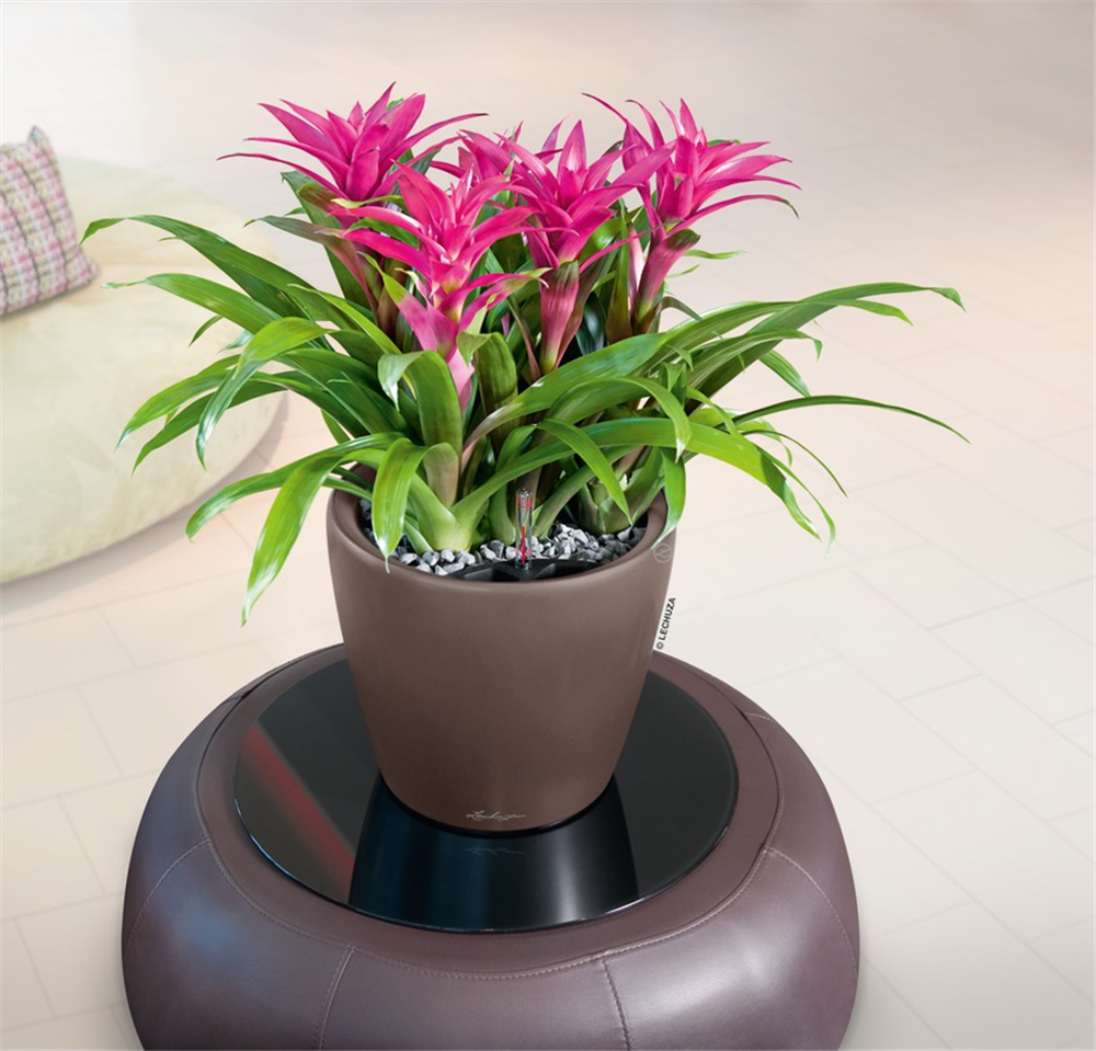 LECHUZA CLASSICO Premium LS 35