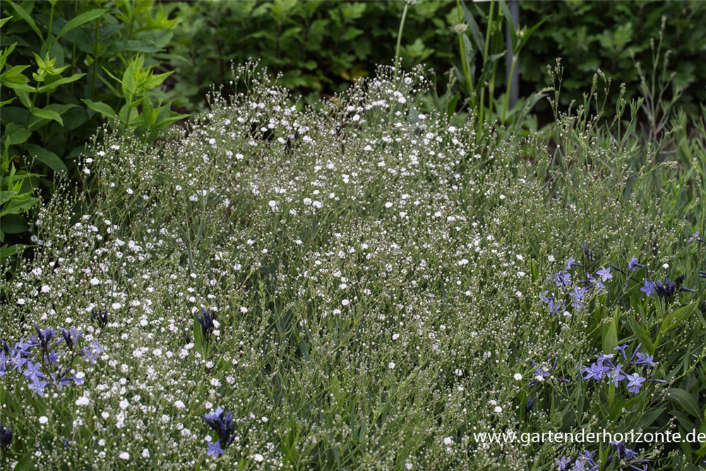Gypsophila repens 'Compacta Plena'