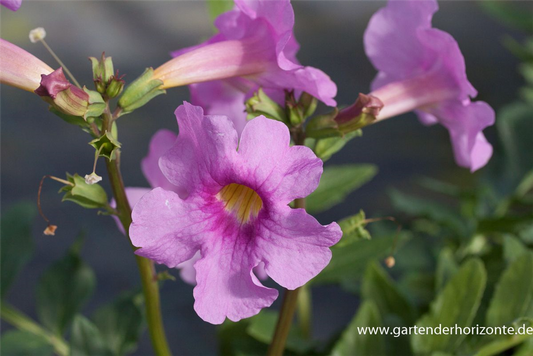 Incarvillea delavayi