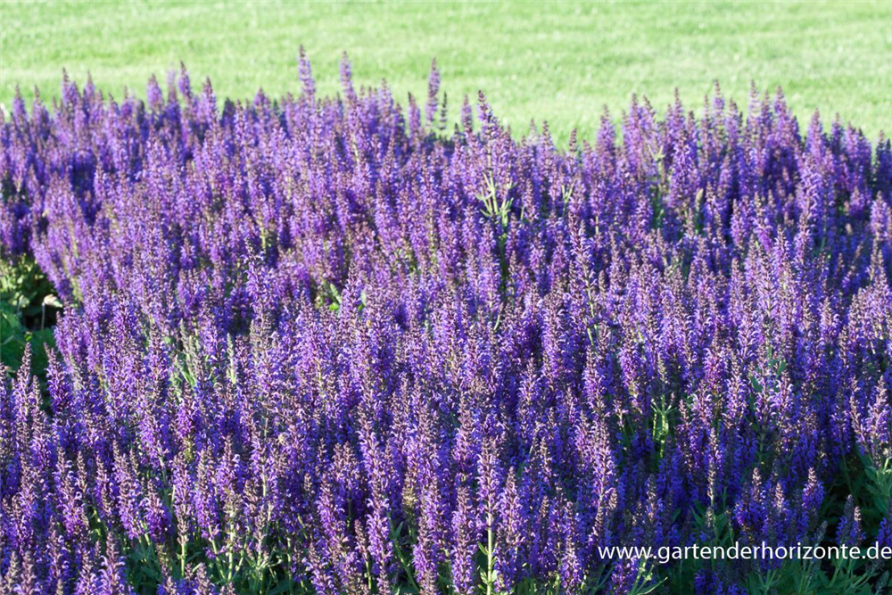 Garten-Blüten-Salbei 'Marcus'®