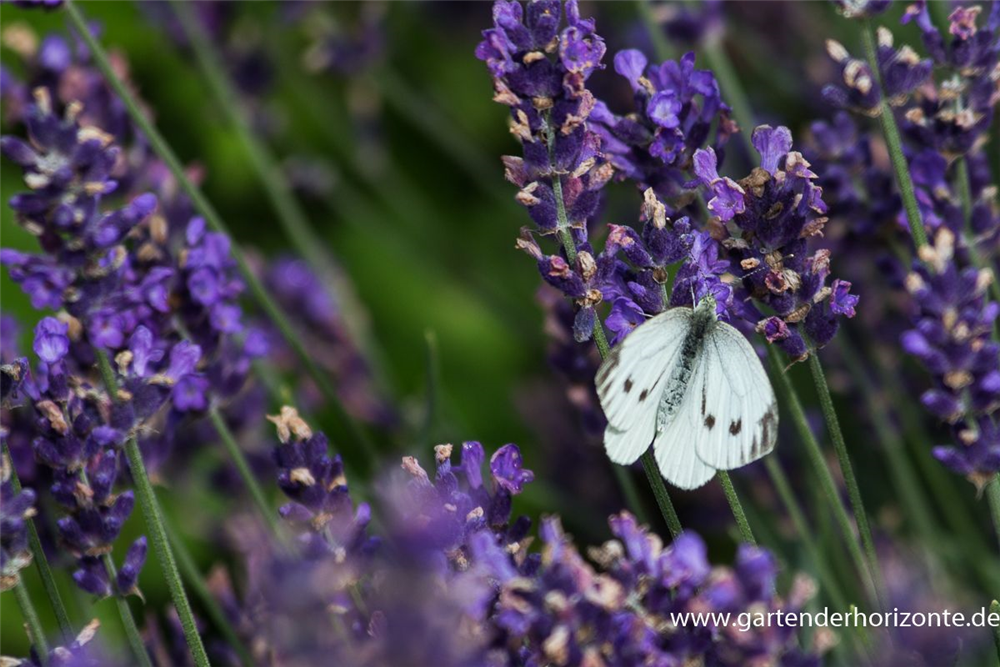 Lavandula angustifolia 'Hidcote Blue'