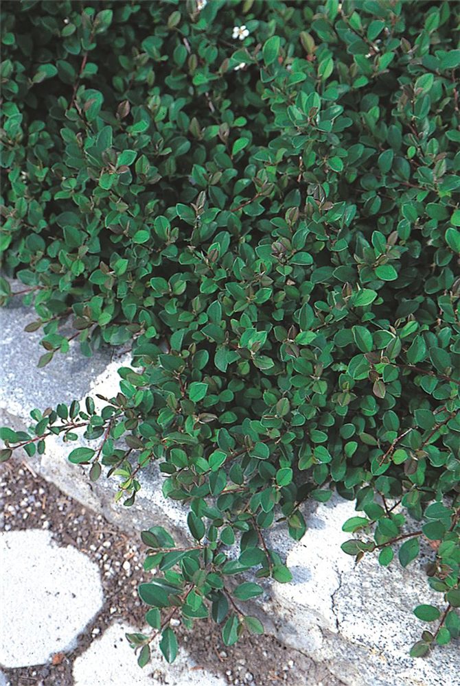 Cotoneaster dam. 'Eichholz', 12er Set