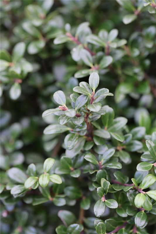 Ilex crenata 'Glorie Gem'