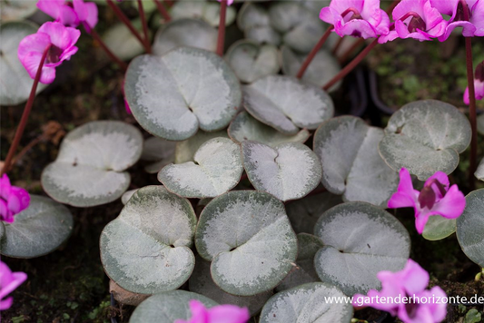 Cyclamen coum 'Rose Silverleaf'