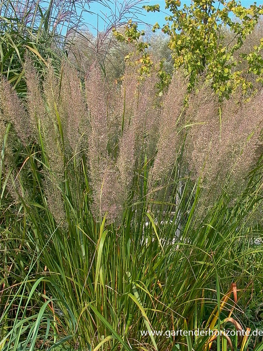 Calamagrostis brachytricha