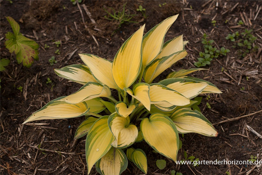 Hosta x tardiana 'June'  -R-
