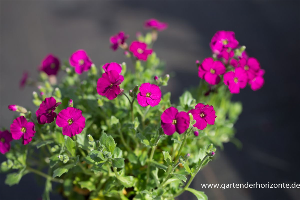 Aubrieta x cult.'Regado Red'