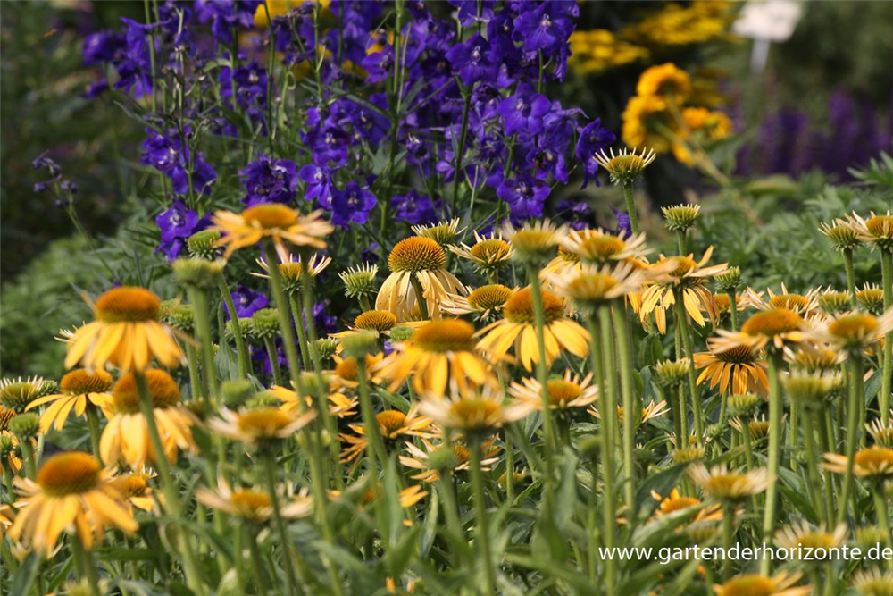 Garten-Scheinsonnenhut 'Harvest Moon'