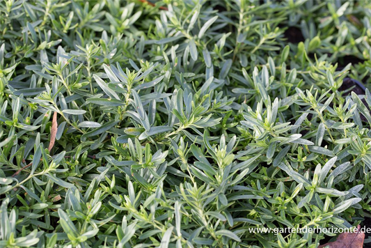 Garten-Heide-Nelke 'Albus'