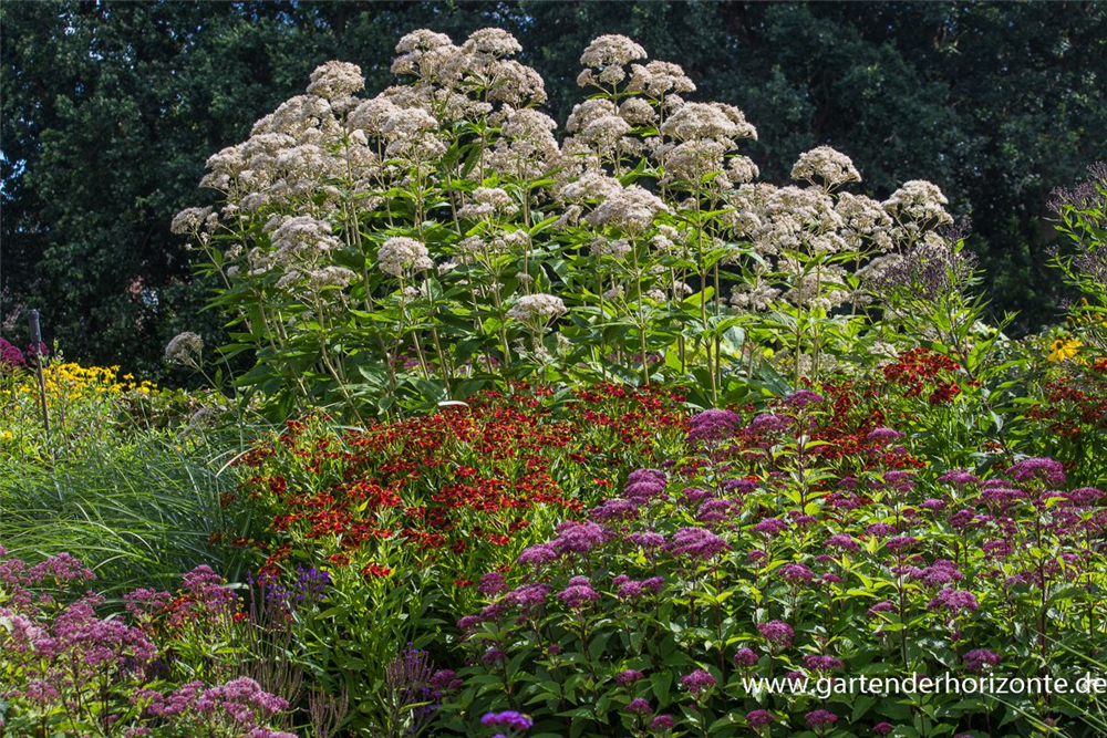 Großer Garten-Wasserdost 'Bartered Bride'