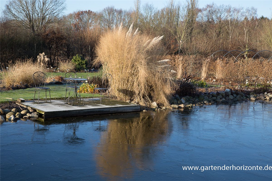 Garten-Ruten-Hirse 'Cloud Nine'