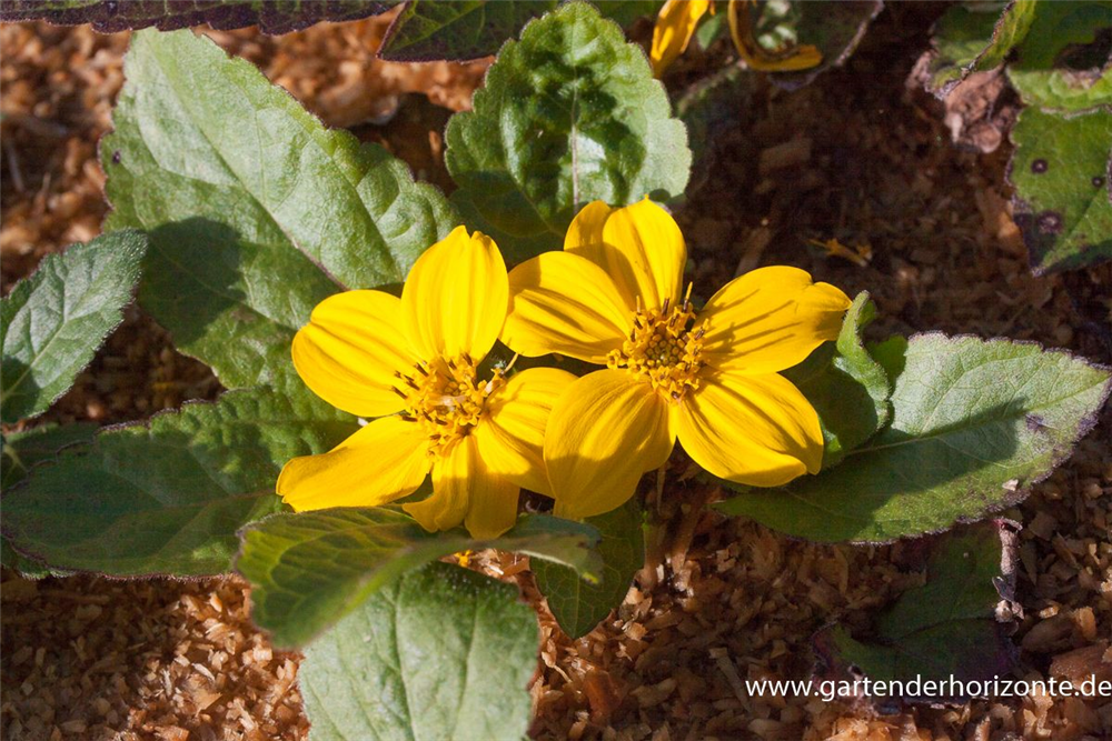 Chrysogonum virginianum 'Andre Viette'