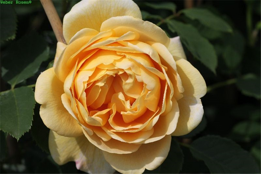 Kletterrose 'Golden Gate'®