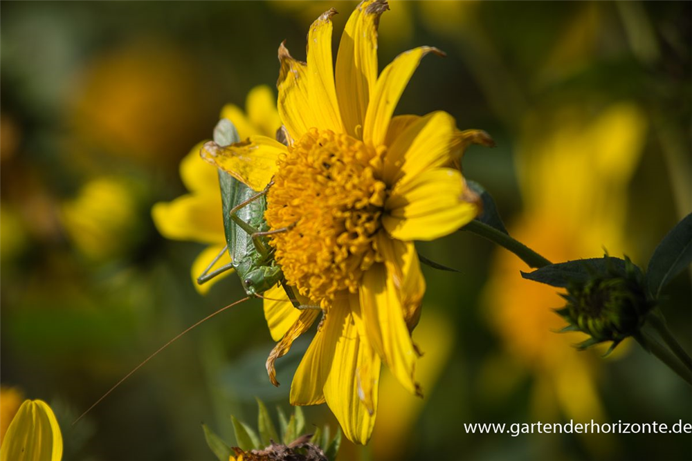Garten-Stauden-Sonnenblume 'Meteor'