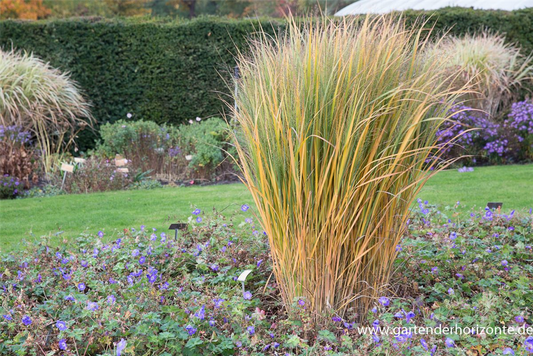 Garten-Ruten-Hirse 'Northwind'