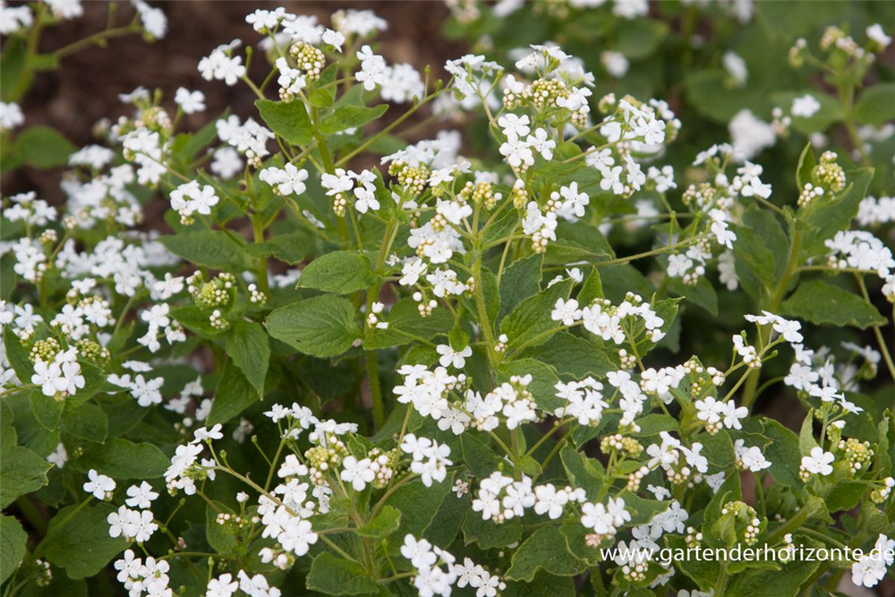 Brunnera macrophylla 'Betty Bowring'