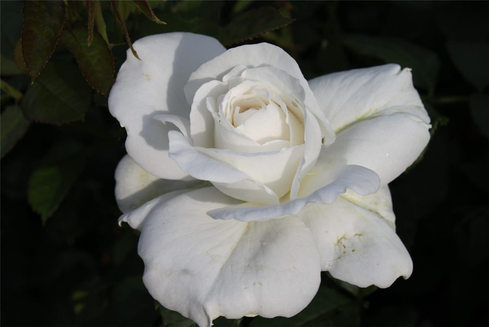 Edelrose 'Annapurna'®