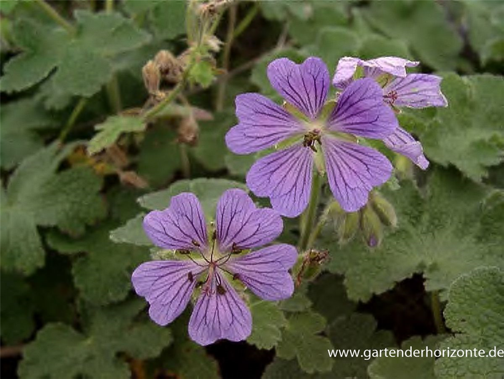 Garten-Storchschnabel 'Philippe Vapelle'